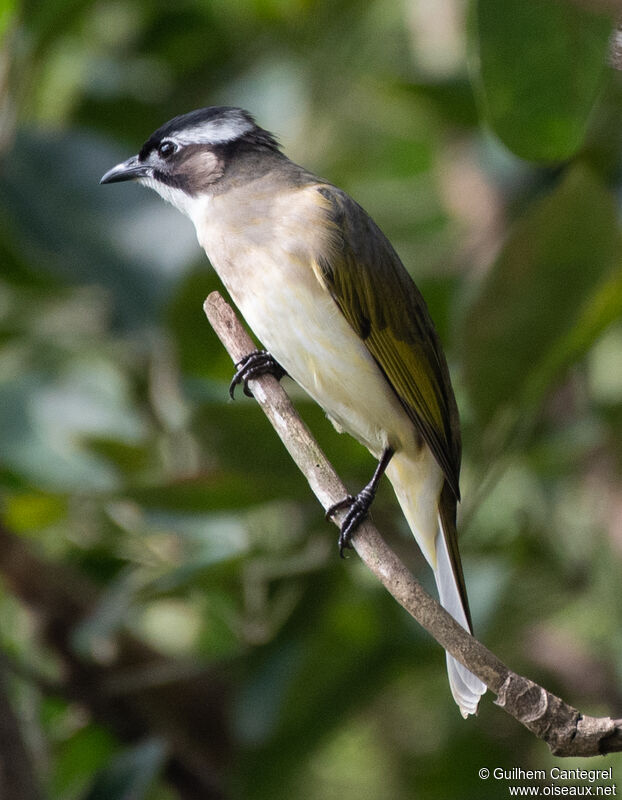 Bulbul de Chine, identification, composition, pigmentation, marche