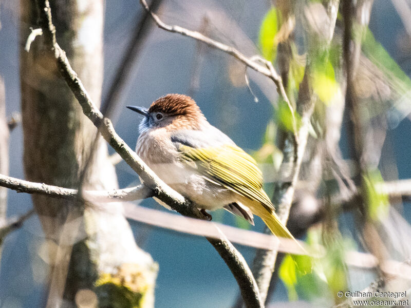 Bulbul de McClelland, identification, composition, pigmentation, marche