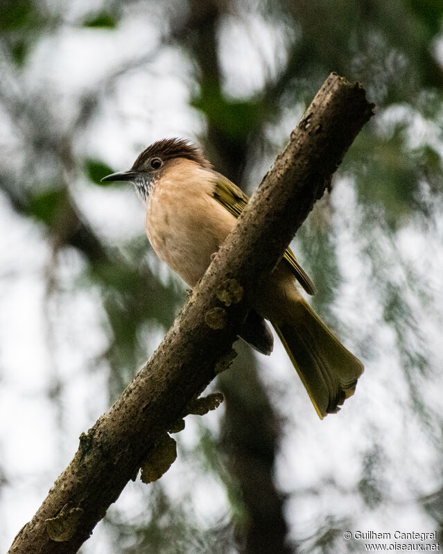 Bulbul de McClelland, identification, composition, pigmentation, marche