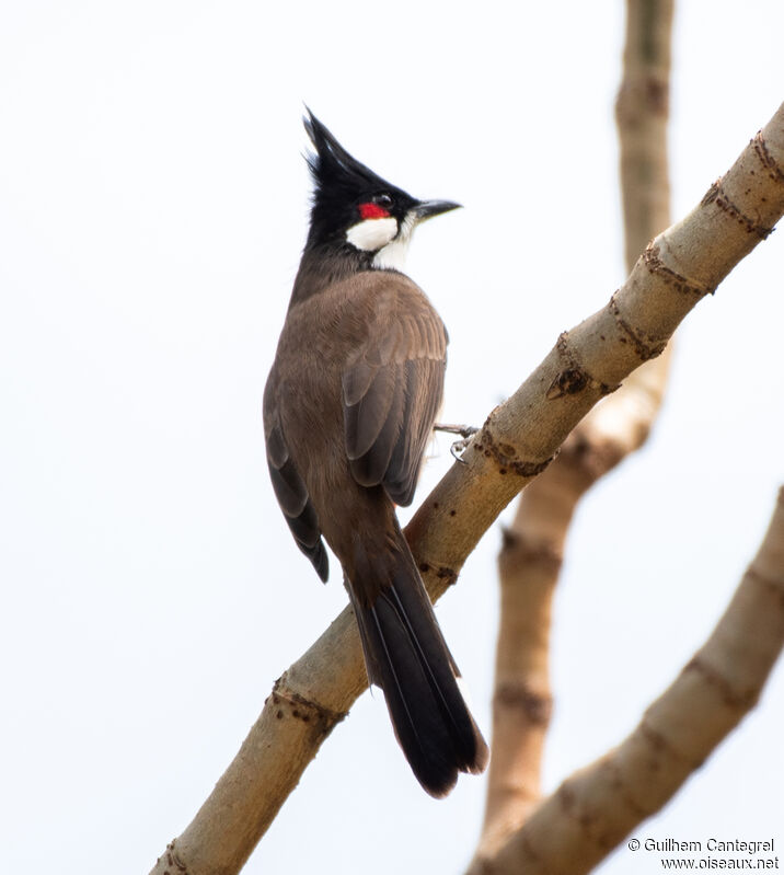 Red-whiskered Bulbul, identification, aspect, pigmentation, walking