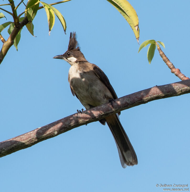 Bulbul orphéeimmature, identification, composition, pigmentation, marche