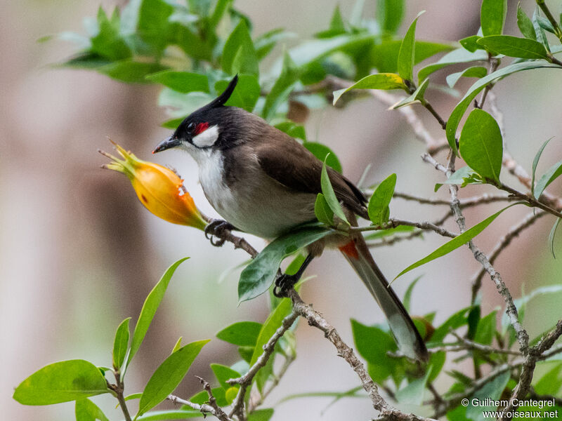 Bulbul orphée, identification, composition, pigmentation, marche, mange