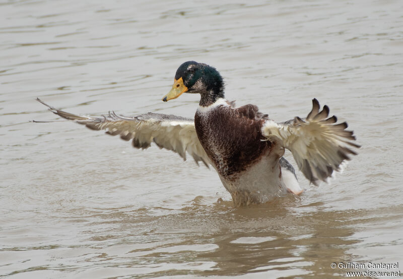 Canard colvert mâle, identification, composition, pigmentation, nage