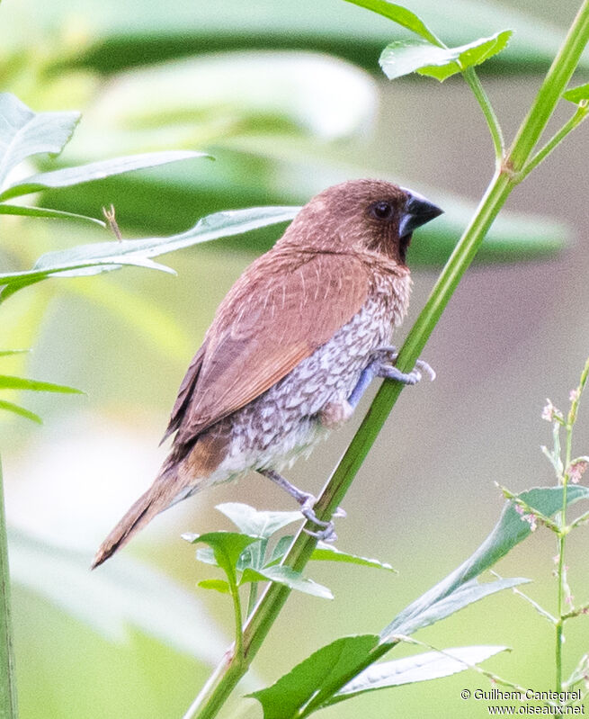 Scaly-breasted Munia, identification, aspect, pigmentation, walking