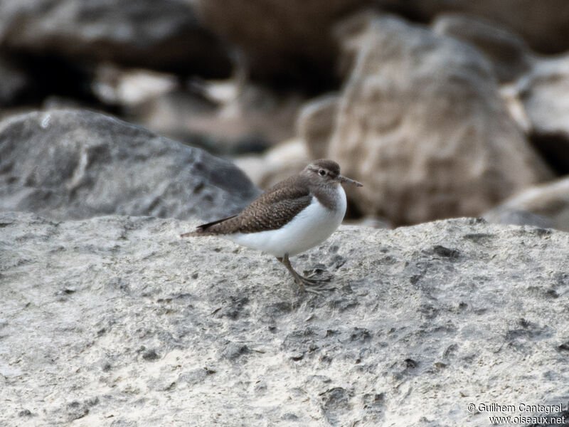 Common Sandpiper, identification, aspect, pigmentation, walking