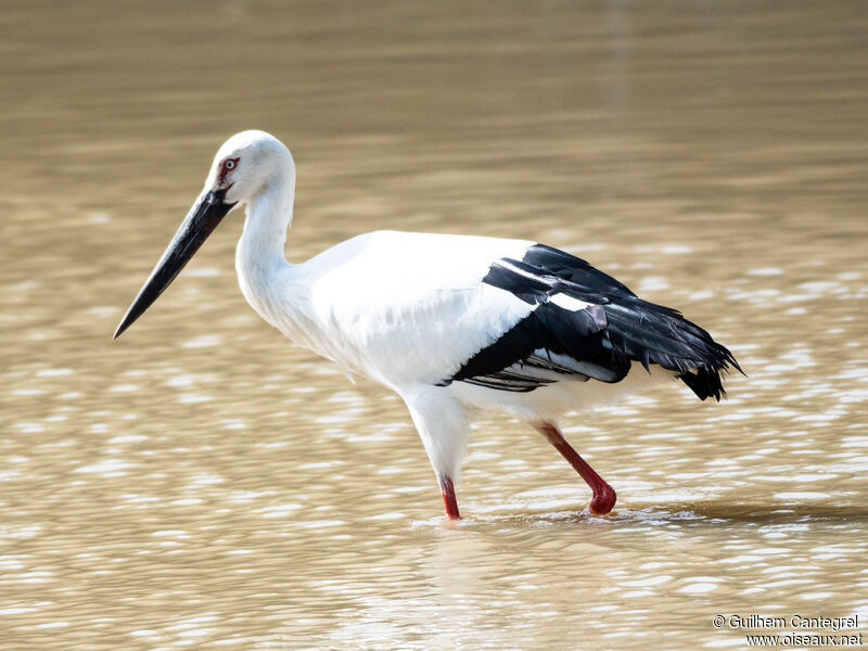 Cigogne orientale, identification, composition, pigmentation, marche