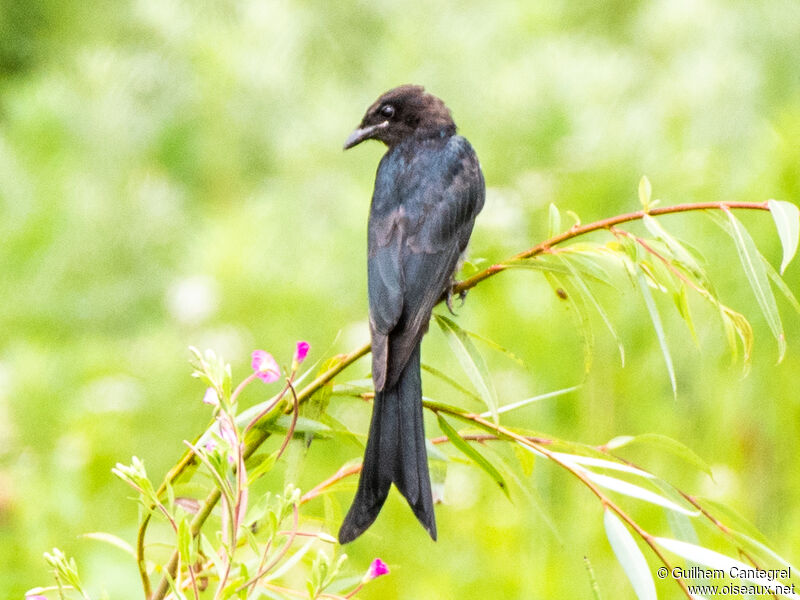 Bronzed Drongo, identification, aspect, pigmentation, walking