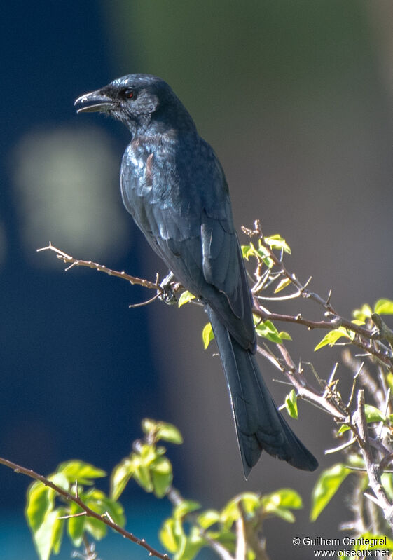 Black Drongo, identification, aspect, pigmentation, walking