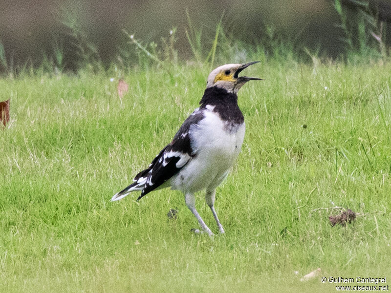 Black-collared Starling, identification, aspect, pigmentation, walking, song