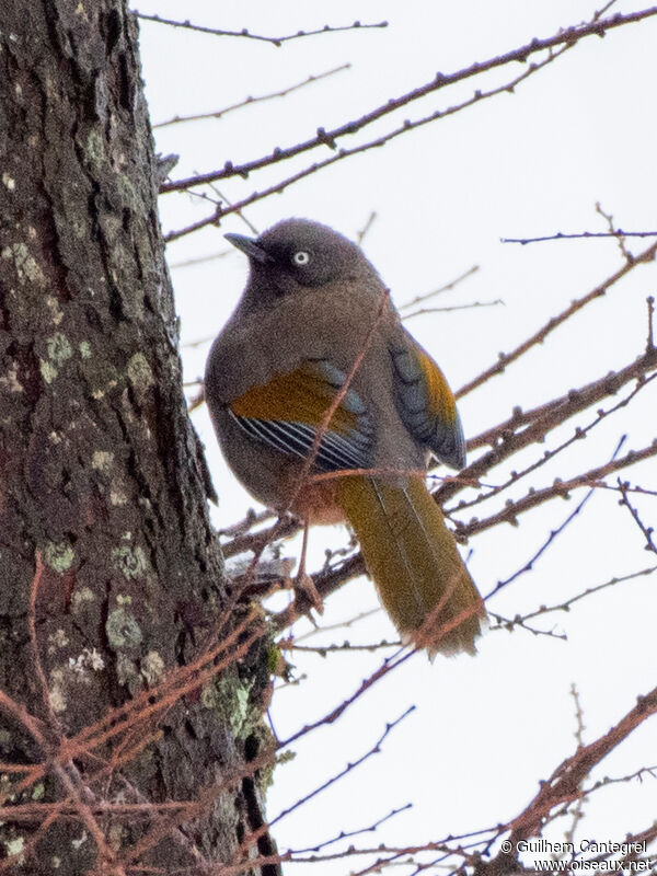 Elliot's Laughingthrush, identification, aspect, pigmentation, walking