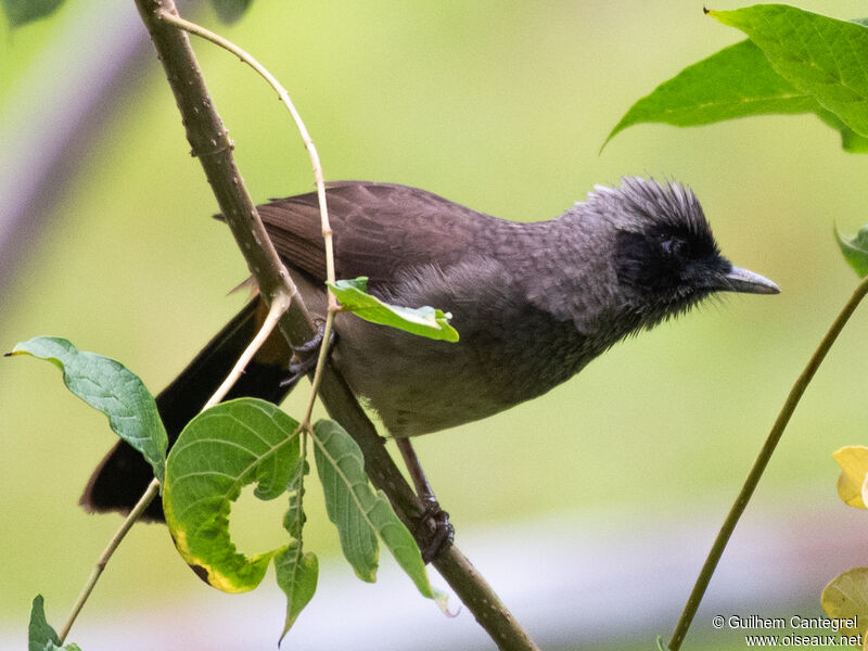 Masked Laughingthrush, identification, aspect, pigmentation, walking