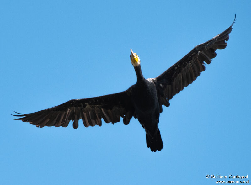 Grand Cormoran, composition, pigmentation, Vol