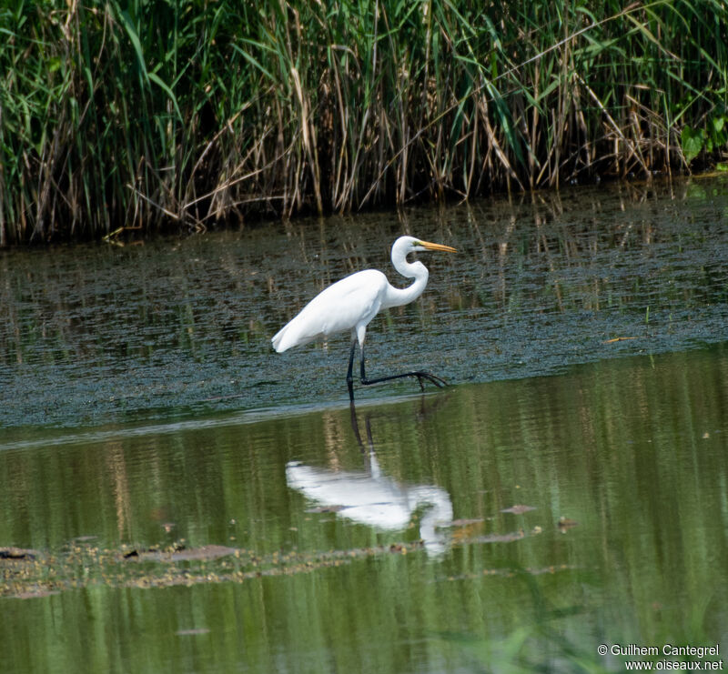 Great Egret, identification, aspect, pigmentation, walking