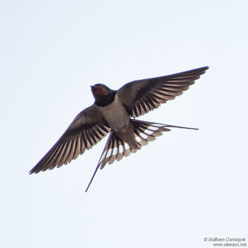 Hirondelle rustique, composition, pigmentation, Vol