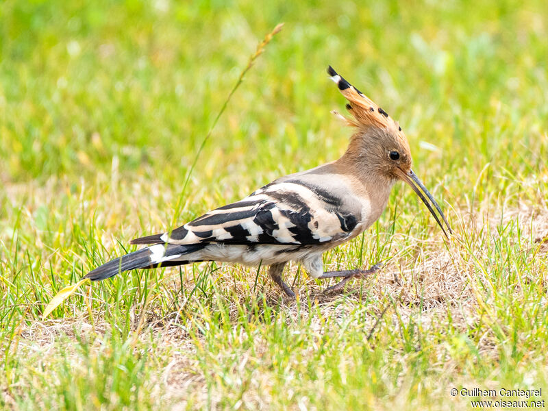 Eurasian Hoopoe, identification, aspect, pigmentation, walking