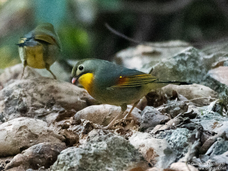 Red-billed Leiothrix, identification, aspect, pigmentation, walking