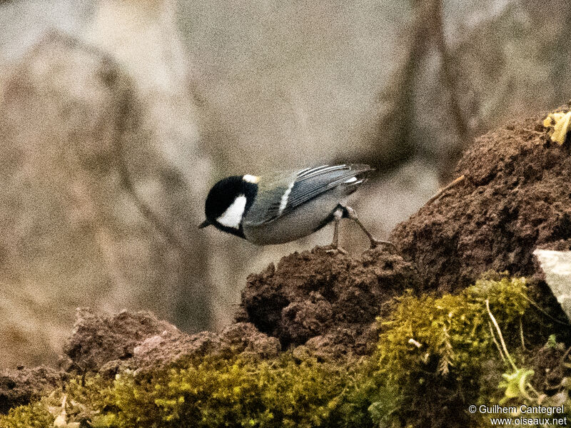 Mésange de Chine, identification, composition, pigmentation, marche