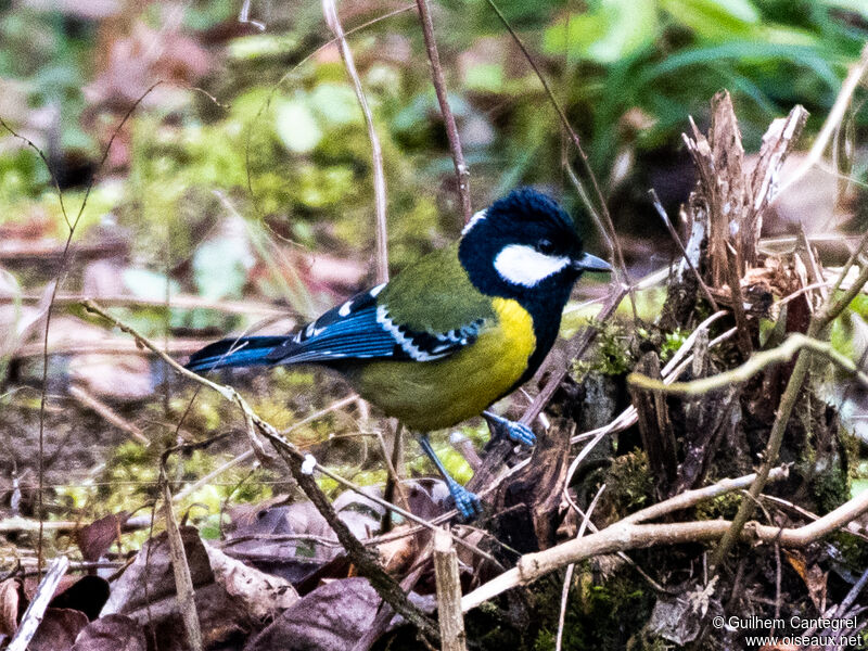 Mésange montagnarde, identification, composition, pigmentation, marche