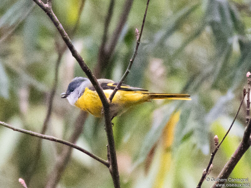 Grey-chinned Minivet, identification, aspect, pigmentation, walking