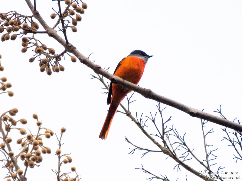 Minivet mandarin, identification, composition, pigmentation, marche