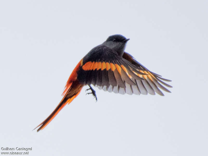 Grey-chinned Minivet male adult, aspect, pigmentation, Flight