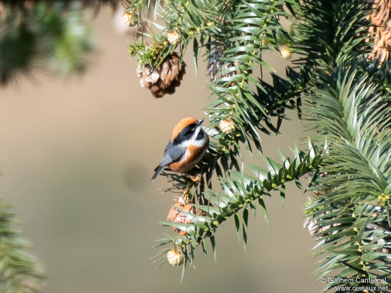 Black-throated Bushtit, identification, aspect, pigmentation, walking