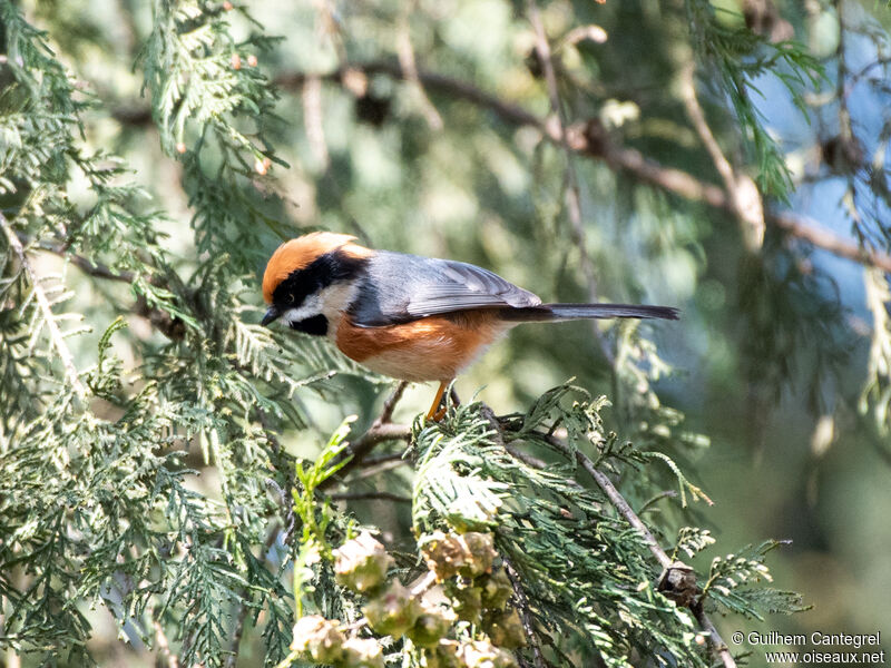 Black-throated Bushtit, identification, aspect, pigmentation, walking