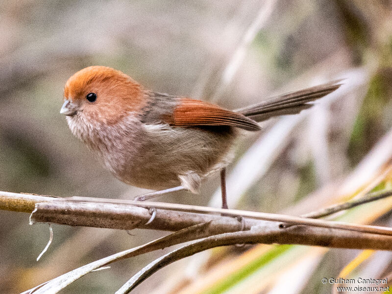 Vinous-throated Parrotbill, identification, aspect, pigmentation, walking