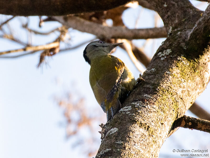 Grey-headed Woodpecker, identification, aspect, pigmentation, walking