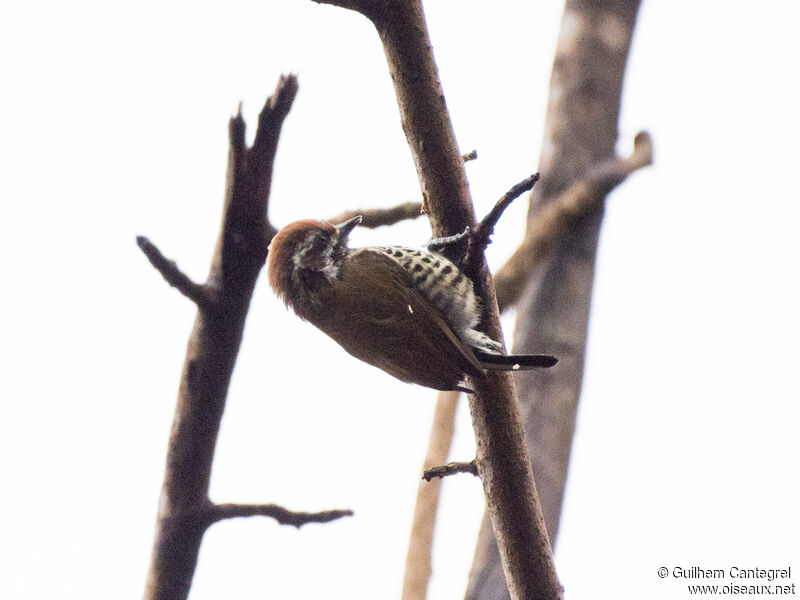 Speckled Piculet, identification, aspect, pigmentation, walking