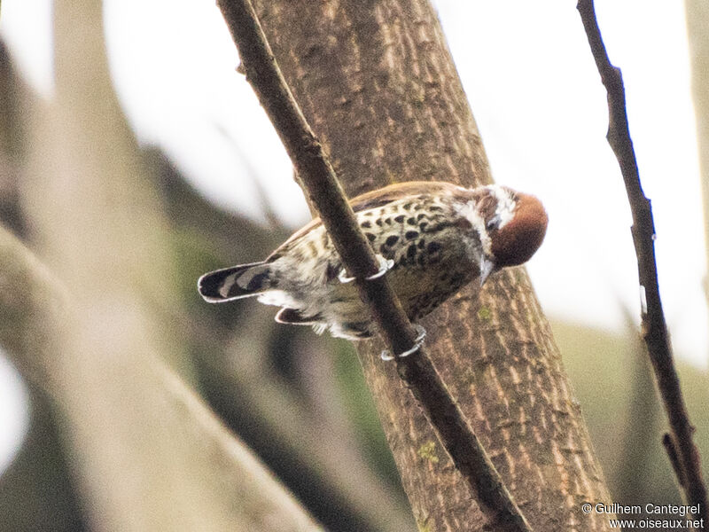 Speckled Piculet, identification, aspect, pigmentation, walking