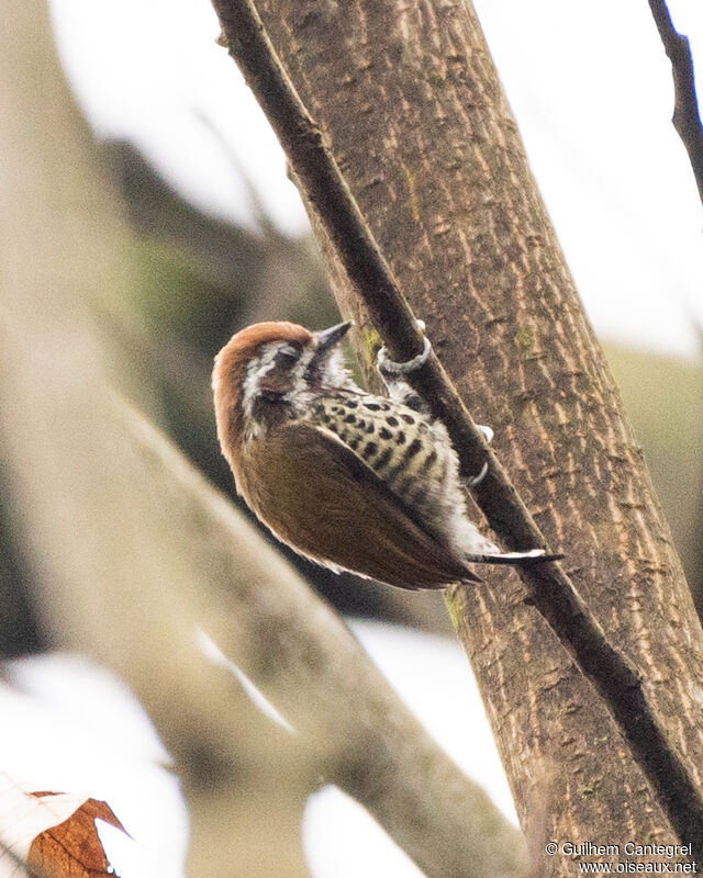 Speckled Piculet, identification, aspect, pigmentation, walking