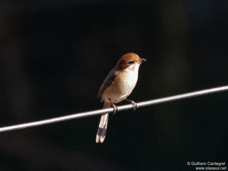 Bull-headed Shrike, identification, aspect, pigmentation, walking