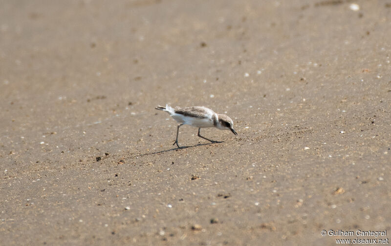 White-faced Plover, identification, aspect, pigmentation, walking, eats