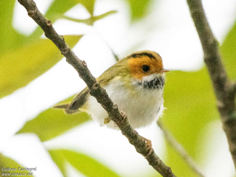 Rufous-faced Warbleradult, identification