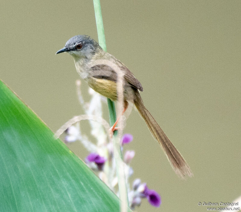 Yellow-bellied Prinia, identification, aspect, pigmentation, walking