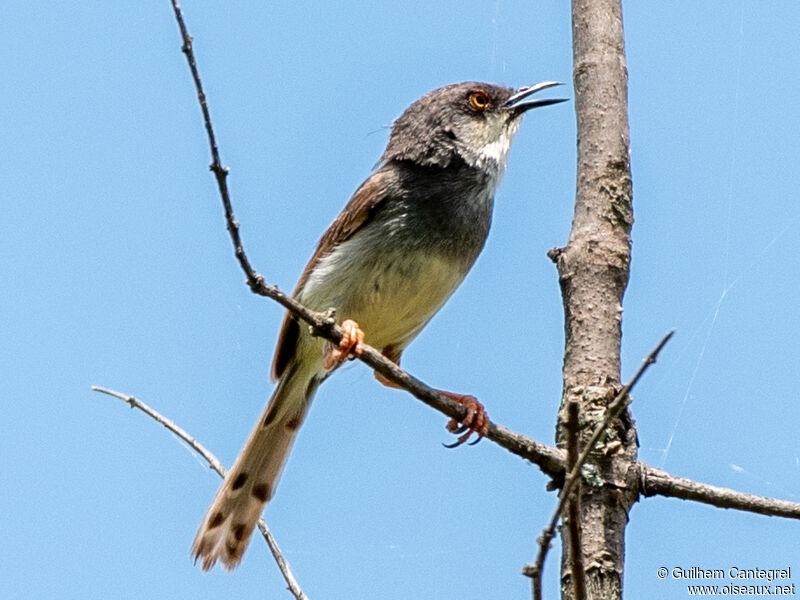 Prinia de Hodgson, identification, composition, pigmentation, marche, chant