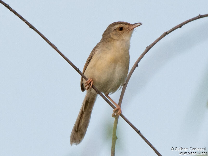 Prinia simple, identification, composition, pigmentation, marche