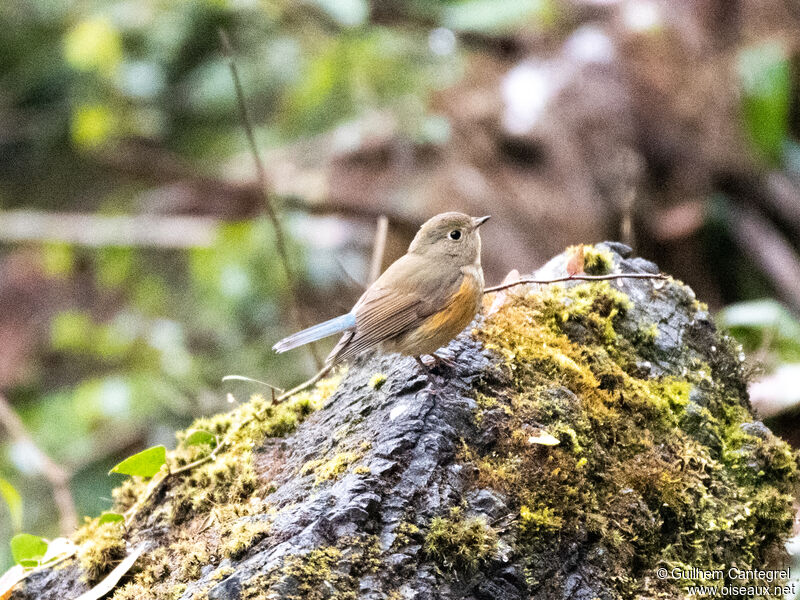 Robin à flancs roux, identification, composition, pigmentation, marche