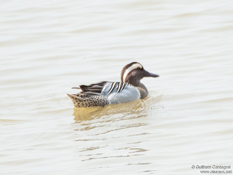 Garganey male, identification, aspect, pigmentation, swimming