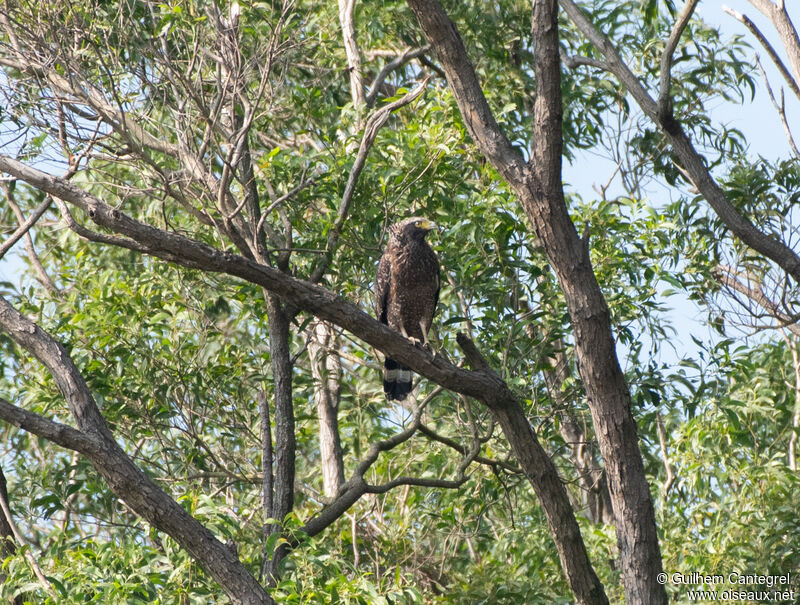 Crested Serpent Eagle, identification, aspect, pigmentation, walking