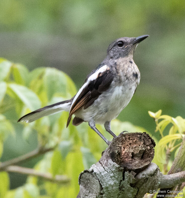 Oriental Magpie-Robin, identification, aspect, pigmentation, walking