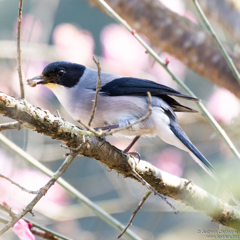 Black-headed Sibia, identification, aspect, pigmentation, walking, eats