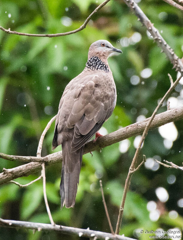 Spotted Dove, identification, aspect, pigmentation, walking