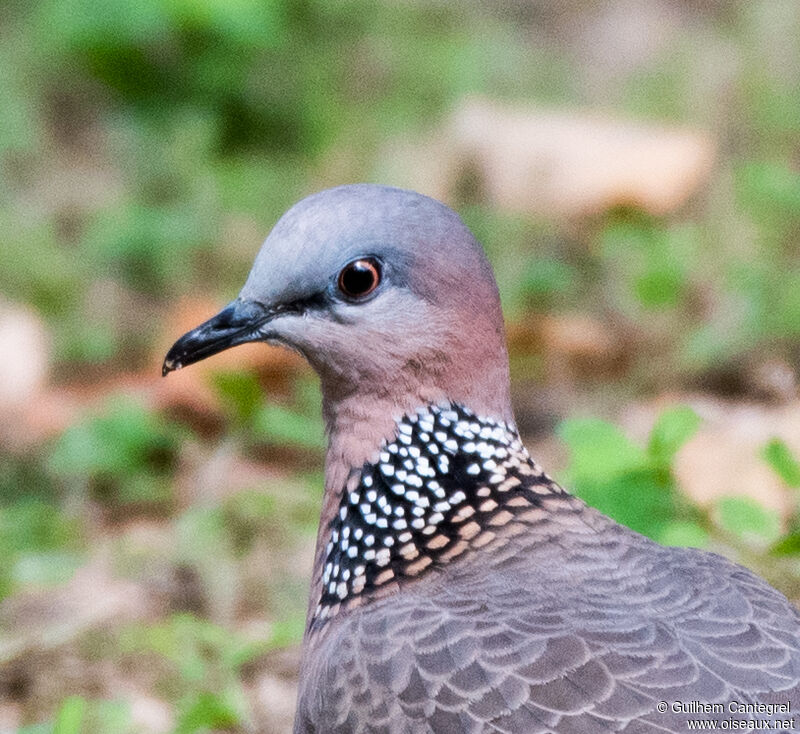 Spotted Dove, close-up portrait, aspect, pigmentation, walking