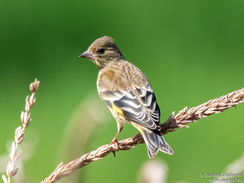 Black-headed Greenfinch, identification, aspect, pigmentation, walking