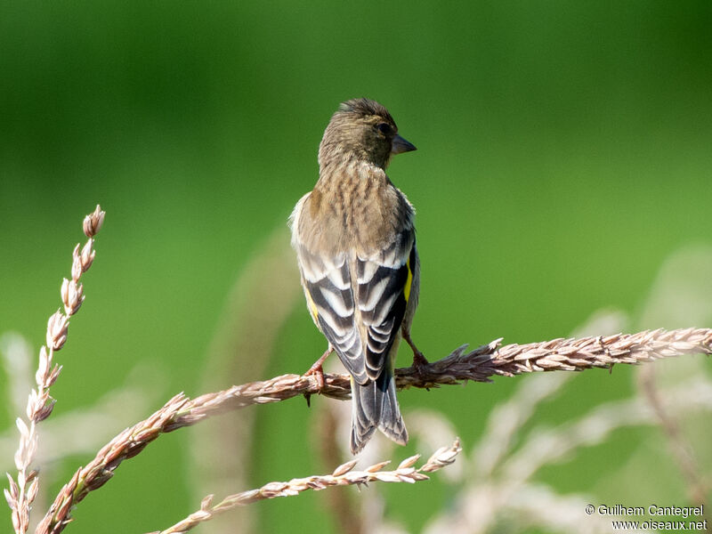 Black-headed Greenfinch, identification, aspect, pigmentation, walking