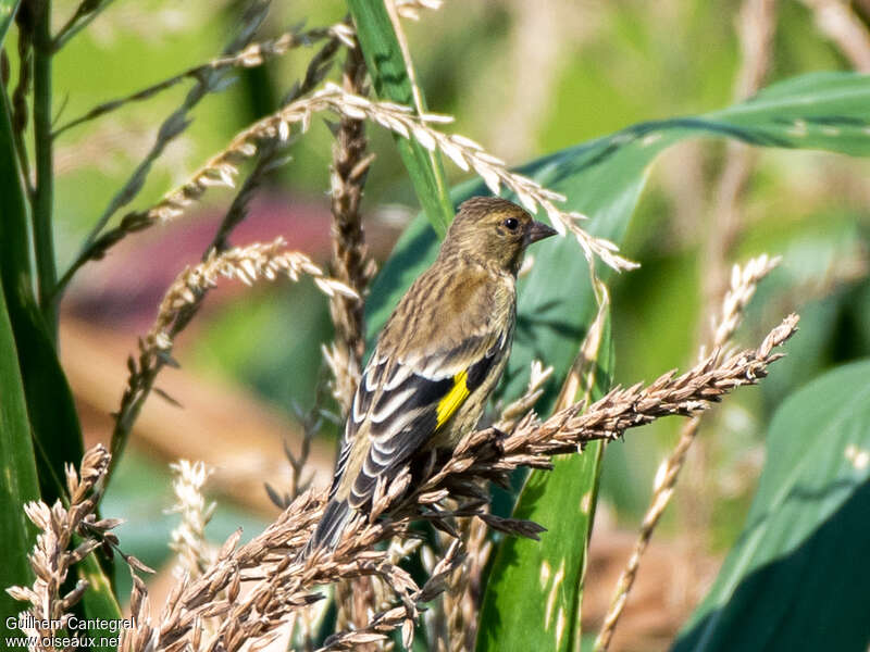 Black-headed GreenfinchFirst year, identification