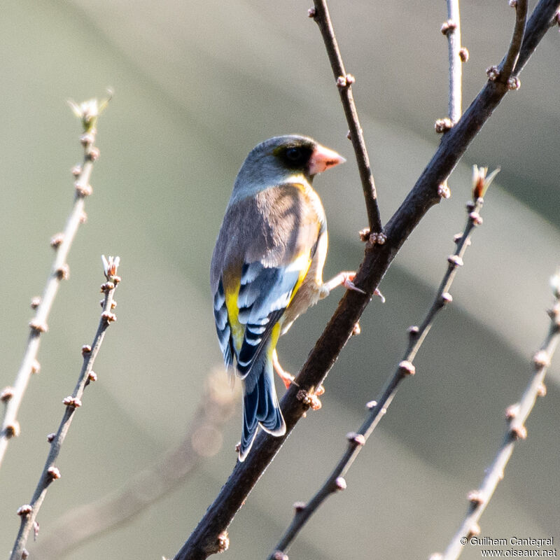 Grey-capped Greenfinch, identification, aspect, pigmentation, walking