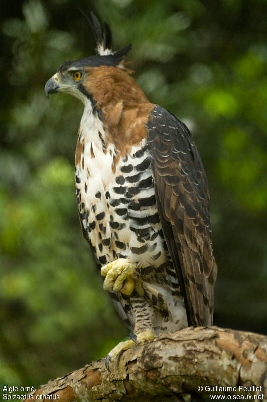 Aigle orné, identification